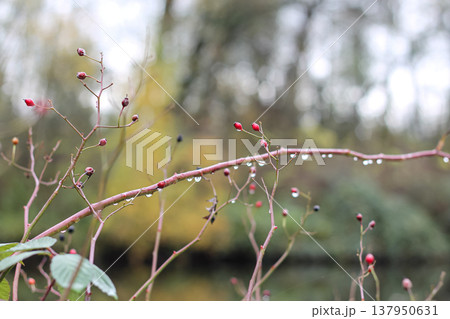 Multiflora Rose Hips And Raindrops Multiflora Rose Hips And Raindrops 137950631