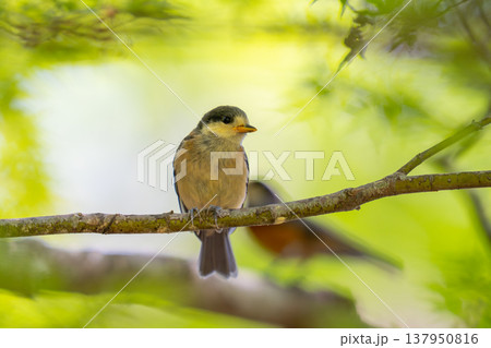 木の枝にとまって当たりの様子を伺っている巣立ち間もないヤマガラの幼鳥 木の枝にとまって当たりの様子を伺っている巣立ち間もないヤマガラの幼鳥 137950816