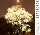 夜桜と満月 137950878