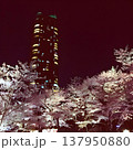 東京ミッドタウン桜ライトアップ 137950880