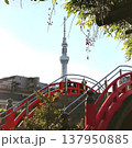 スカイツリーと亀戸天神赤橋 137950885