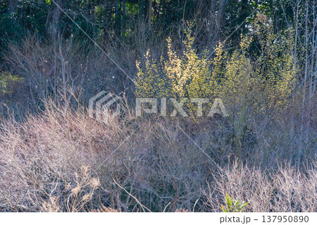 木漏れ日の花びら 137950890