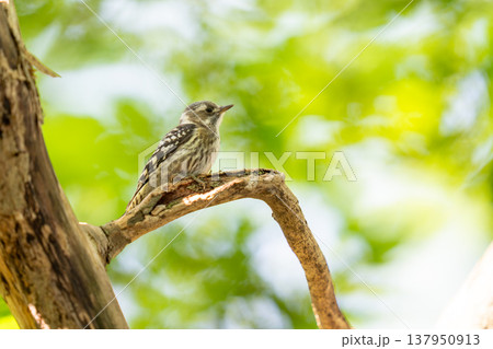 樹の枝にとまって餌を探しているコゲラ 樹の枝にとまって餌を探しているコゲラ 137950913