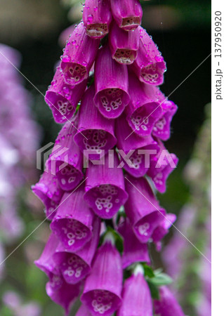 Purple foxglove flowers close up in garden Purple foxglove flowers close up in garden 137950920