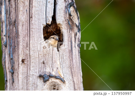 巣穴から顔を出して当たりの様子を伺っているニュウナイスズメ 137950997