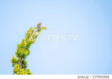木の枝のてっぺんにとまって当たりの様子を伺っているニュウナイスズメ 137950998