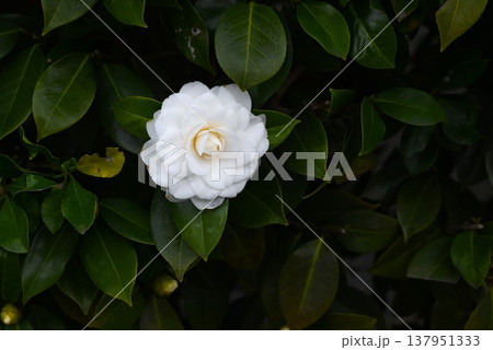 ツバキの花・椿 137951333