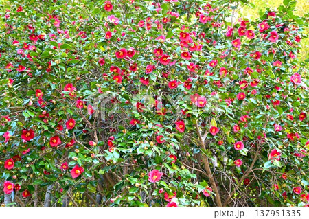 ツバキの花・椿 137951335