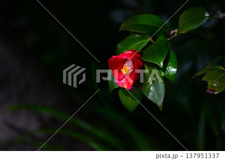 ツバキの花・椿 137951337