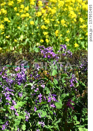 オオアラセイトウの花・大紫羅欄花・諸葛菜・ハナダイコン 137951495