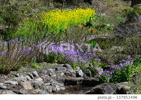 オオアラセイトウの花・大紫羅欄花・諸葛菜・ハナダイコン オオアラセイトウの花・大紫羅欄花・諸葛菜・ハナダイコン 137951496