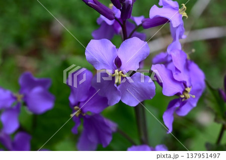 オオアラセイトウの花・大紫羅欄花・諸葛菜・ハナダイコン オオアラセイトウの花・大紫羅欄花・諸葛菜・ハナダイコン 137951497
