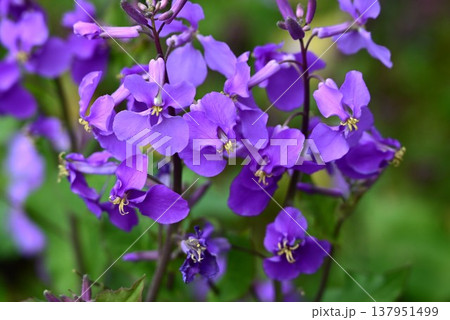 オオアラセイトウの花・大紫羅欄花・諸葛菜・ハナダイコン オオアラセイトウの花・大紫羅欄花・諸葛菜・ハナダイコン 137951499