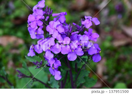 オオアラセイトウの花・大紫羅欄花・諸葛菜・ハナダイコン オオアラセイトウの花・大紫羅欄花・諸葛菜・ハナダイコン 137951500