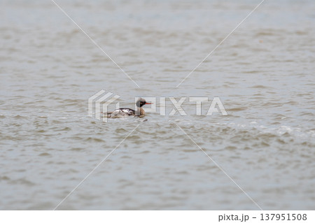 河口近くの水辺で静かに泳いでいるウミアイサ 河口近くの水辺で静かに泳いでいるウミアイサ 137951508