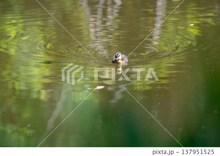 公園の池でエサを探しているマガモの雛 公園の池でエサを探しているマガモの雛 137951525