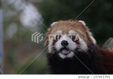 可愛いレッサーパンダ 可愛いレッサーパンダ 137951701