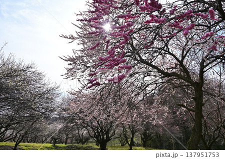 春の訪れを告げる梅の花 137951753