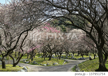 梅園に満開の紅白梅の花が咲く梅園 梅園に満開の紅白梅の花が咲く梅園 137951754