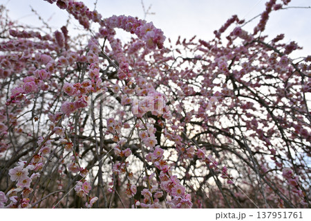 青空を背景にピンク色の梅の花が咲いています 青空を背景にピンク色の梅の花が咲いています 137951761