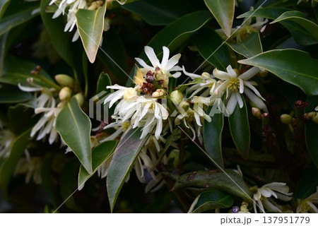 シキミの花・樒・梻・アニサチンを含む猛毒植物・仏事 神事に利用 137951779