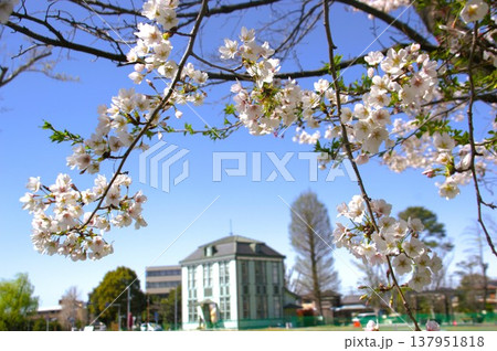 洋館と桜 洋館と桜 137951818