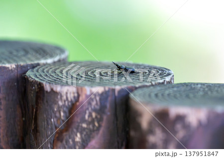 木の杭の上に姿を見せたコクワガタ 木の杭の上に姿を見せたコクワガタ 137951847
