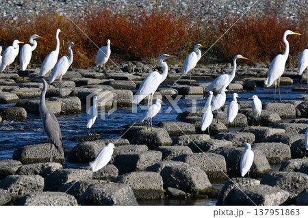 シラサギ・バードウォッチング 137951863