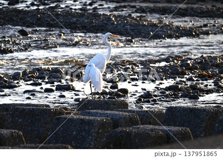 シラサギ・バードウォッチング 137951865