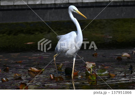 シラサギ・バードウォッチング 137951866