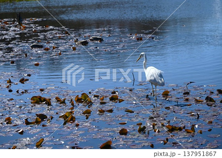 シラサギ・バードウォッチング 137951867