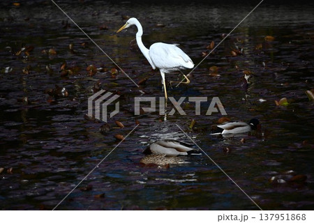 シラサギ・バードウォッチング 137951868