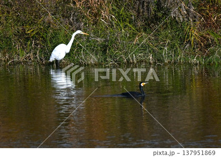 シラサギ・バードウォッチング シラサギ・バードウォッチング 137951869