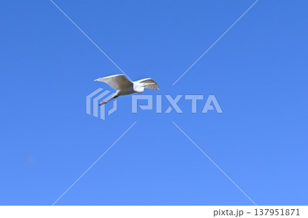 シラサギ・バードウォッチング 137951871