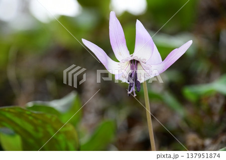 香嵐渓に咲くカタクリの花 137951874