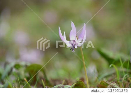香嵐渓に咲くカタクリの花 137951876