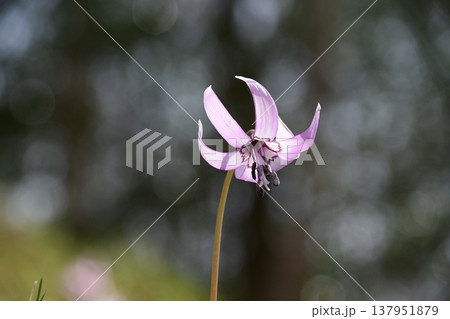 香嵐渓に咲くカタクリの花 香嵐渓に咲くカタクリの花 137951879