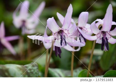 香嵐渓に咲くカタクリの花 香嵐渓に咲くカタクリの花 137951883