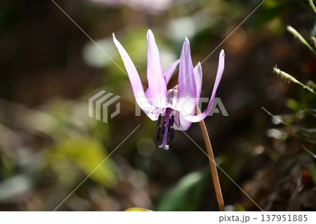 香嵐渓に咲くカタクリの花 香嵐渓に咲くカタクリの花 137951885