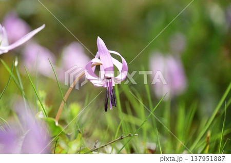 香嵐渓に咲くカタクリの花 香嵐渓に咲くカタクリの花 137951887