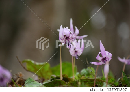 香嵐渓に咲くカタクリの花 137951897