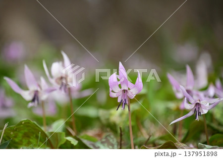 香嵐渓に咲くカタクリの花 香嵐渓に咲くカタクリの花 137951898