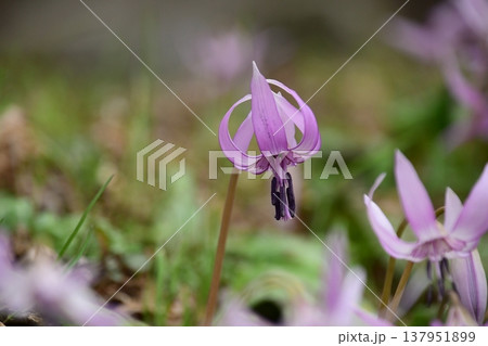 香嵐渓に咲くカタクリの花 香嵐渓に咲くカタクリの花 137951899