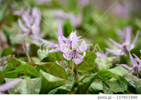 香嵐渓に咲くカタクリの花 137951900
