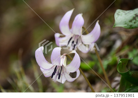 香嵐渓に咲くカタクリの花 137951901