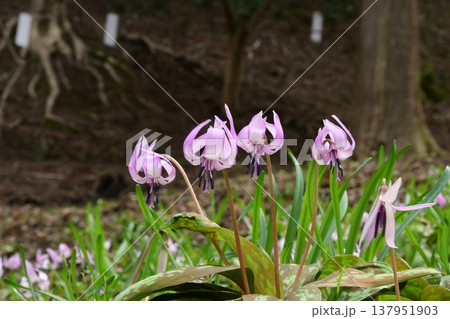 香嵐渓に咲くカタクリの花 香嵐渓に咲くカタクリの花 137951903