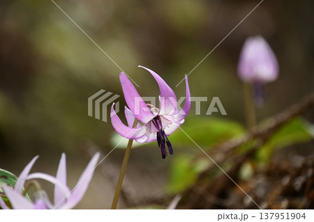 香嵐渓に咲くカタクリの花 香嵐渓に咲くカタクリの花 137951904