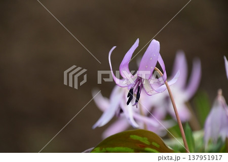 香嵐渓に咲くカタクリの花 香嵐渓に咲くカタクリの花 137951917
