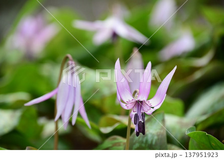 香嵐渓に咲くカタクリの花 137951923