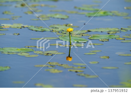 水辺に咲いたコウホネの花 137951932
